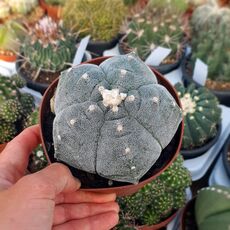 ASTROPHYTUM MYRIOSTIGMA KIKKO, image 