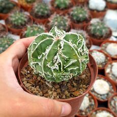 ASTROPHYTUM MYRIOSTIGMA FUKURYU TYPE B, image _ab__is.image_number.default