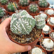 ASTROPHYTUM MYRIOSTIGMA FUKURYU HANNYA, image _ab__is.image_number.default