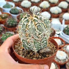 ASTROPHYTUM ORNATUM FUKURYU HANIA, image 