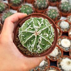 ASTROPHYTUM MYRIOSTIGMA FUKURYU TYPE B, image 