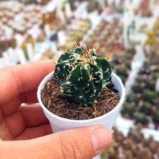 ASTROPHYTUM MYRIOSTIGMA FUKURYU, image 