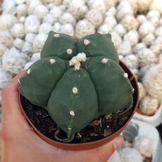 ASTROPHYTUM MYRIOSTIGMA KIKKO NUDUM, image 