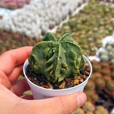 ASTROPHYTUM MYRIOSTIGMA NUDUM FUKURYU, image 