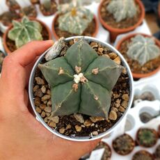 ASTROPHYTUM MYRIOSTIGMA NUDUM, image 