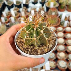 ASTROPHYTUM ORNATUM FUKURYU HAKU JO, image 