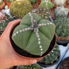 ASTROPHYTUM MYRIOSTIGMA QUADRICOSTATUM NUDUM, image , 2 image