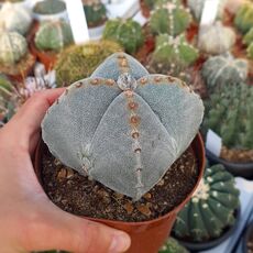 ASTROPHYTUM MYRIOSTIGMA QUADRICOSTATUM, image 