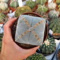 ASTROPHYTUM MYRIOSTIGMA QUADRICOSTATUM, image , 2 image
