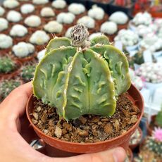 ASTROPHYTUM MYRIOSTIGMA NUDUM FUKURYU, image _ab__is.image_number.default