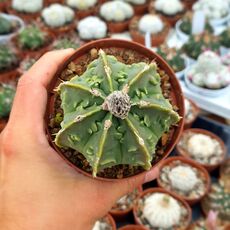 ASTROPHYTUM MYRIOSTIGMA NUDUM FUKURYU, image _ab__is.image_number.default