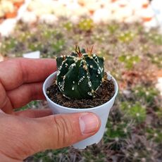 ASTROPHYTUM ORNATUM FUKURYU, image 