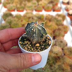 ASTROPHYTUM ORNATUM FUKURYU HANIA, image 