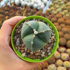 ASTROPHYTUM MYRIOSTIGMA TRICOSTATUM NUDUM, image 