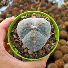 ASTROPHYTUM MYRIOSTIGMA TRICOSTATUM, image 