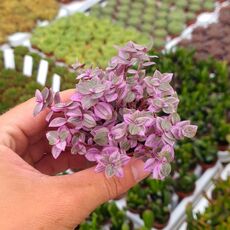 CALLISIA REPENS PINK LADY, image _ab__is.image_number.default