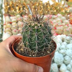 CARNEGIEA GIGANTEA, image 