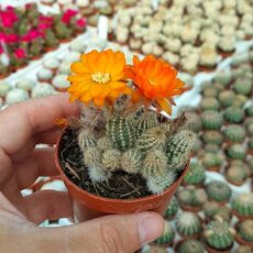 CHAMAELOBIVIA HYBRID ORANGE, image 
