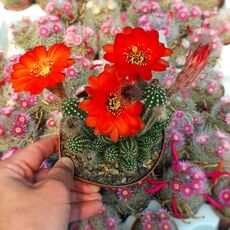 CHAMAELOBIVIA HYBRID RED, image 