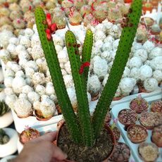 CLEISTOCACTUS SAMAIPATANUS, image 