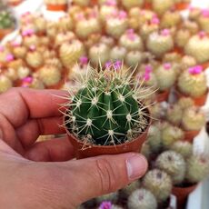 COLEOCEPHALOCEREUS GOEBELIANUS, image 