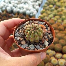 COPIAPOA BRIDGESII, image 