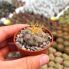 COPIAPOA HASELTONIANA, image 