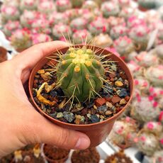 COPIAPOA HASELTONIANA, image 