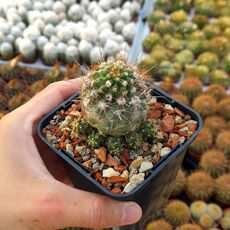 COPIAPOA HUMILIS, image 