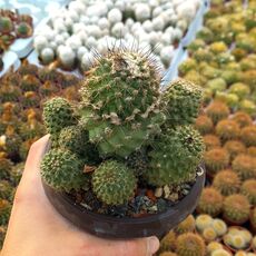 COPIAPOA HUMILIS, image 