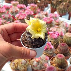 COPIAPOA HUMILIS, image 