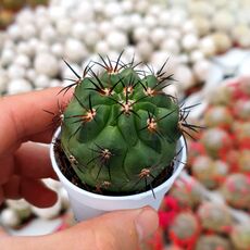 COPIAPOA HUMILIS, image 