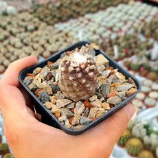 COPIAPOA HYPOGAEA, image 