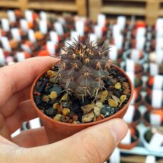 COPIAPOA MEGARHIZA V. ECHINATA, image 