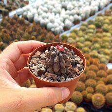 COPIAPOA MONTANA, image , 3 image