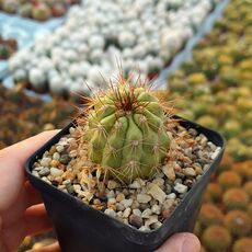 COPIAPOA SERPENTISULCATA, image 