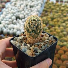 CORYPHANTHA CORNIFERA, image 