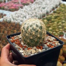 CORYPHANTHA PALLIDA SUBS. CALIPENSIS, image 