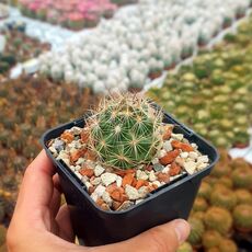 CORYPHANTHA PSEUDOECHINUS SUBS. LAUI, image 