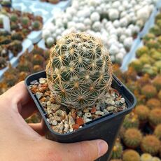 CORYPHANTHA COMPACTA, image 