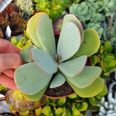 COTYLEDON ORBICULATA, image 