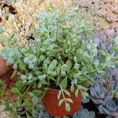 COTYLEDON PENDENS, image 