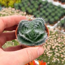 CRASSULA BARBATA, image 