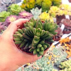 CRASSULA BENJAMIN, image 