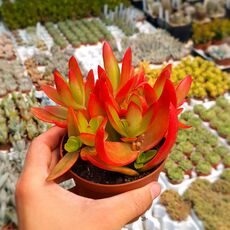 CRASSULA CAMPFIRE, image 