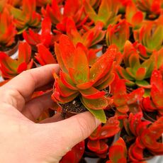 CRASSULA CAMPFIRE, image 