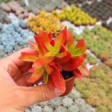 CRASSULA CAMPFIRE, image , 2 image