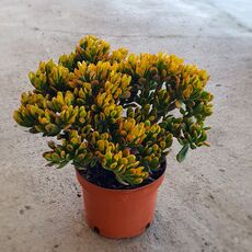 CRASSULA OVATA GOLLUM TRICOLOR, image _ab__is.image_number.default