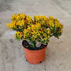 CRASSULA OVATA GOLLUM TRICOLOR, image _ab__is.image_number.default