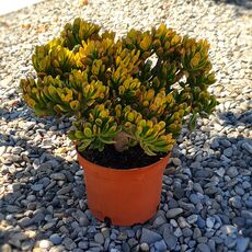 CRASSULA OVATA GOLLUM TRICOLOR, image 